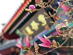 -天津大悲禅院