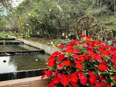 -广州白江湖森林公园