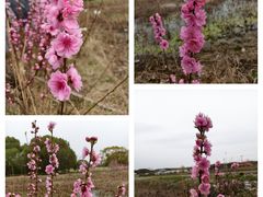 -嘉北郊野公园