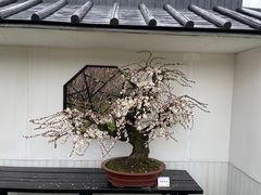 -香雪海