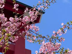 -浅草寺