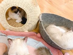 -momokira米努特·德文卷毛猫·棉花面纱犬