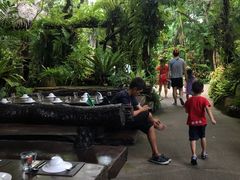 -绿光森林餐厅