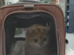 -达爱动物医院·犬猫分区·CT·复杂眼科(远洋山水分院)