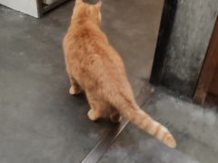 -肥仔文澳门猪骨煲(南京西路店)