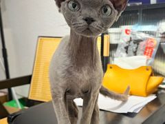 -琪喵猫屋·撸猫猫咖·猫舍