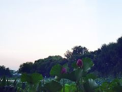 -新江湾城公园