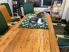 大堂-猫小院猫主题餐厅(南锣旗舰店)