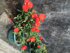 iphone_upload_pic-老屋咖啡