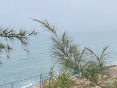 -广东惠东海龟国家级自然保护区