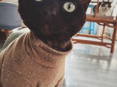 -喵屿·大理花园猫咖