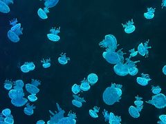 -欢乐海岸海洋奇梦馆