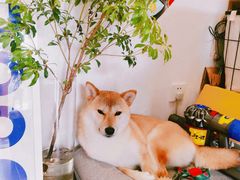 -About Bistro關於·泰式家庭料理