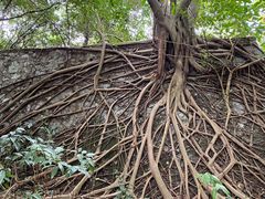 -三门江国家森林公园