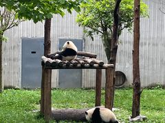 -卧龙中华大熊猫苑神树坪基地
