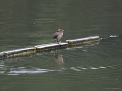 -重庆彩云湖湿地公园