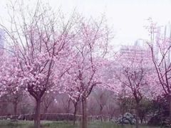 -龙头寺公园
