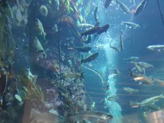 -西雅图水族馆
