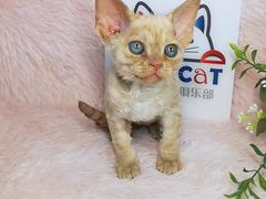 -十年猫舍·猫咪专门店(普陀店)