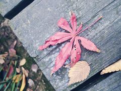 -昆山城市生态森林公园