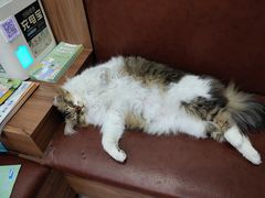 -安安宠医宠物医院·异宠·犬猫内科(岳阳分院)
