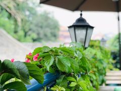 -Sirena海妖日咖夜酒