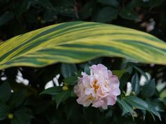-广州花园酒店