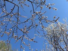 -桃花堤公园
