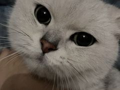 -屋虎猫馆(宝安大仟里店)