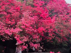 -木兰云雾山