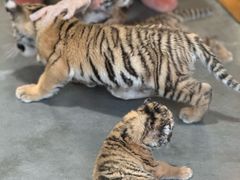 -大连森林动物园