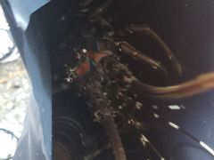 -霞涌市场海鲜摆卖区