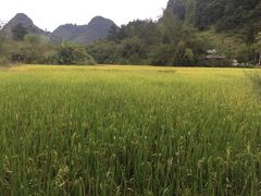 -靖西鹅泉风景区