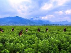 -裕和堂中医推拿艾灸(太古汇臻品店)
