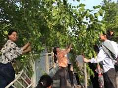 -上海长兴岛郊野公园