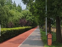 -上海长兴岛郊野公园