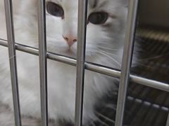 -A猫a狗全科·犬猫异宠·芥西宠物医院(南开总院)