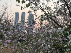 -聚龙山公园