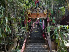 -西双版纳原始森林公园