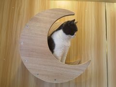 -猫的茶·猫咖