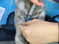 -萌兽医馆·绝育·24小时内科·宠物医院(德胜店)