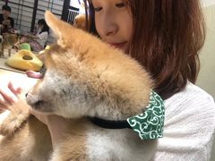 -逗柴咖啡屋·狗咖猫咖宠物桌游