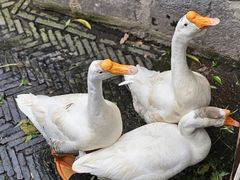 -苏州文庙(姑苏区)