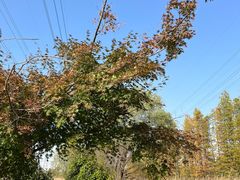 -昆山城市生态森林公园