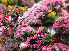 -双季花艺园艺市场(浦东店)