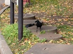 -北海道厅旧本厅舍(旧本庁舎)