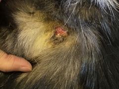 -帕帕拉兹宠物(亚洲旗舰店)