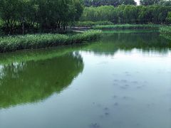 -大兴滨河森林公园