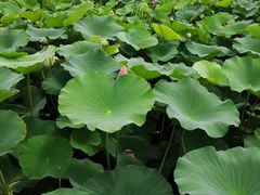 -荷塘月色湿地公园·向阳花洲