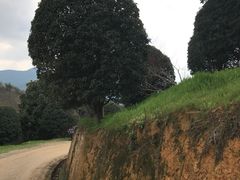 -新建村梅花